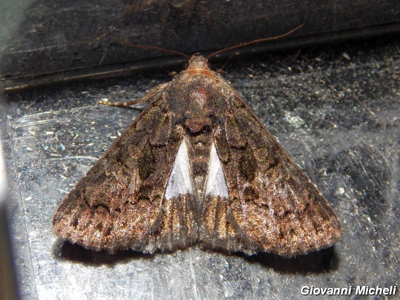 Noctuidae1 da ID